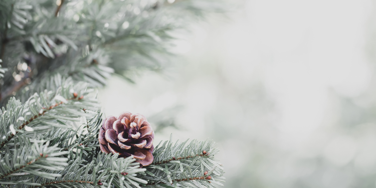 pine tree branch and pine cone covered with frost