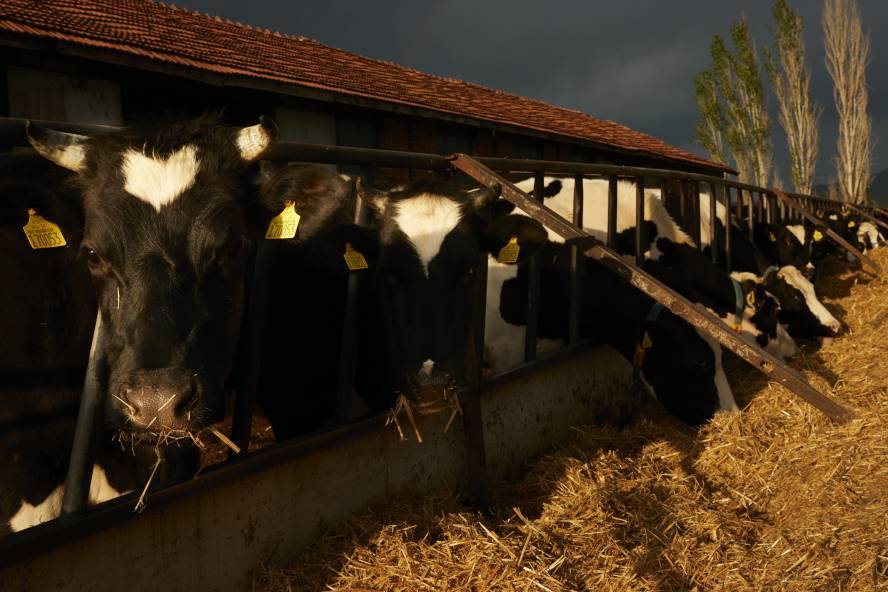 Photo of cows in a shed taken by MA Digital Photography student at Ravensbourne University