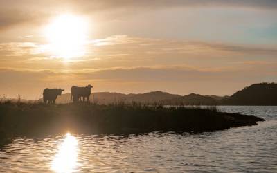 Cows by the water Ireland