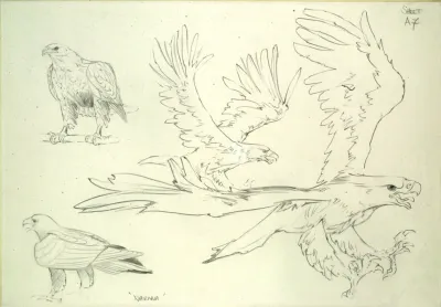 Narnia animation character designs - eagle 1
