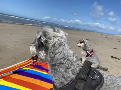 Natalie Garrett Brown dogs 